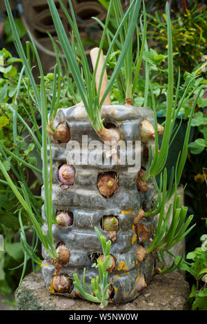 Onion il germoglio che cresce in una pentola di diy realizzato dalla bottiglia di plastica nel cortile, il giardino di casa Foto Stock