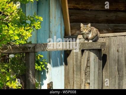 Gatto su un alto recinto in legno è guardare Foto Stock