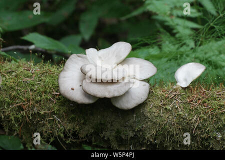 Pleurotus pulmonarius, comunemente noto come le ostriche Indiano, Italiano ostrica, Phoenix, fungo o polmone ostrica, crescente selvatici in Finlandia Foto Stock