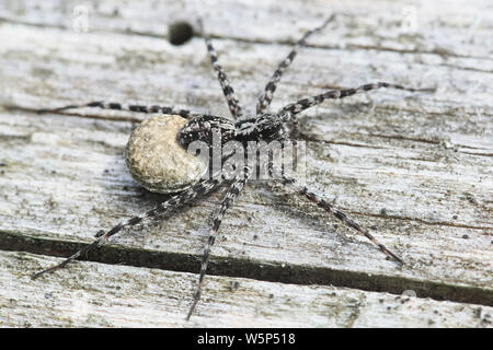 Acantholycosa lignaria, un lupo spider che porta uovo sac Foto Stock