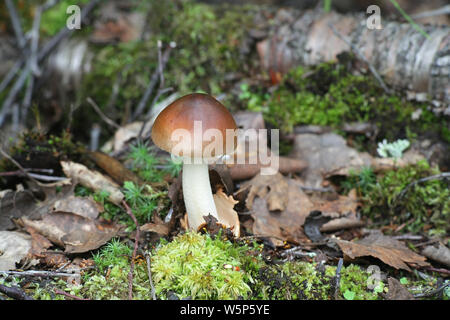 Amanita fulva, comunemente chiamato il tawny grisette di funghi selvatici dalla Finlandia Foto Stock