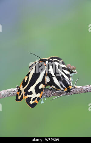 Plantaginis Parasemia, noto come il legno tiger, una tarma della famiglia Erebidae Foto Stock