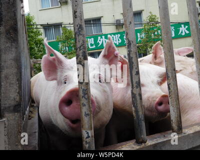 --FILE--Porci sono nella foto prima di essere esaminato in corrispondenza di una stazione di disinfezione in Yunyang county, Chongqing, la Cina, il 8 gennaio 2019. Della Cina di allevamento suino ho Foto Stock