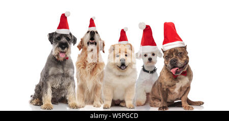 Team di cinque adorabili cani di differenti razze santa indossare costumi e papillon seduto su sfondo bianco Foto Stock