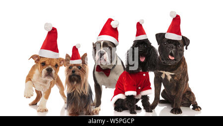 Cinque incantevoli cani di differenti razze indossando costumi santa seduti e in piedi su sfondo bianco Foto Stock