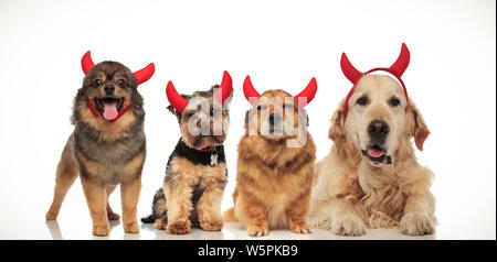 4 adorabili cani celebrare Halloween vestito come diavoli, immagine collage Foto Stock