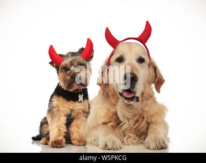 Coppia di adorabili cani indossando diavolo corna, immagine collage Foto Stock