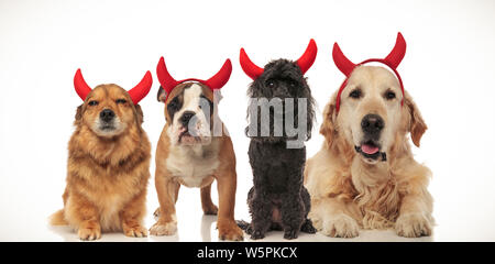 4 cani di piccola taglia indossando halloween costume diavolo in posa insieme, immagine collage Foto Stock