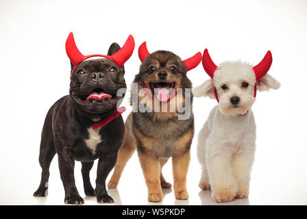 3 cuccioli adorabili diavolo che indossano costumi per Halloween, immagine collage Foto Stock