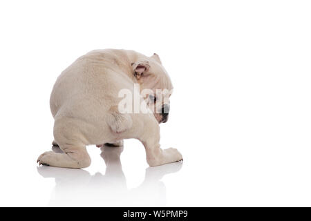 Vista posteriore del bulldog inglese cucciolo guardando dietro mentre in piedi su sfondo bianco Foto Stock