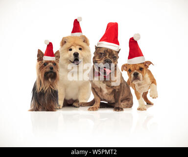 Il gruppo di quattro brown santa cani di differenti razze seduti e in piedi su sfondo bianco Foto Stock