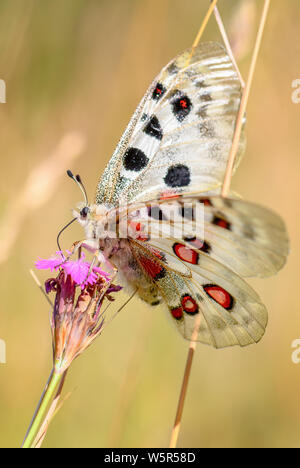 Apollo Butterfly - Parnassius apollo, bella iconica butterfly minacciate dall'Europa, Stramberk, Repubblica Ceca. Foto Stock