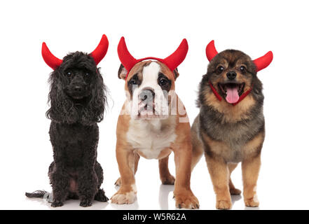 Barboncino adorabili, Bulldog inglese e Pomerania vestito come diavoli per la festa di Halloween in posizione eretta e seduta su sfondo bianco Foto Stock