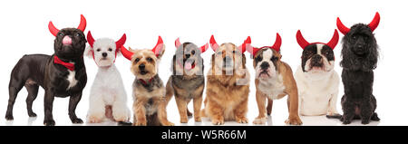 Adorabili e team di otto cani vestito come diavolo per Halloween, permanente e la seduta su sfondo bianco Foto Stock