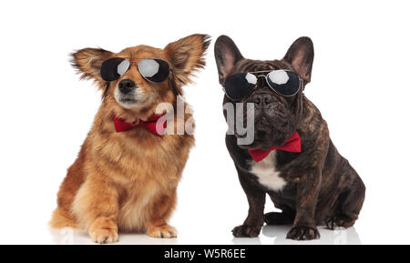 Metis e bulldog francese paio di occhiali da sole e bowties seduto su sfondo bianco Foto Stock