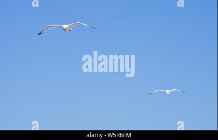 Coppia di seagull battenti sul cielo blu chiaro Foto Stock