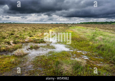 Clara Bog riserva naturale, nella contea di Offaly, Irlanda è conservato il bog sollevata in una zona dove la maggior parte dell'originale bog ha subito di estrazione di torba