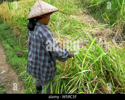 JATILUWIH, INDONESIA- giugno, 16 2017: donna di raccolti di riso a jatiluwih, Bali Foto Stock