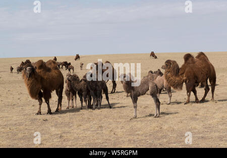 Grande mandria di cammelli Bactrian con il loro giovane. Foto Stock