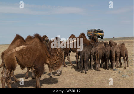 Grande mandria di cammelli Bactrian con il loro giovane. Foto Stock