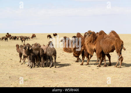 Grande mandria di cammelli Bactrian con il loro giovane. Foto Stock