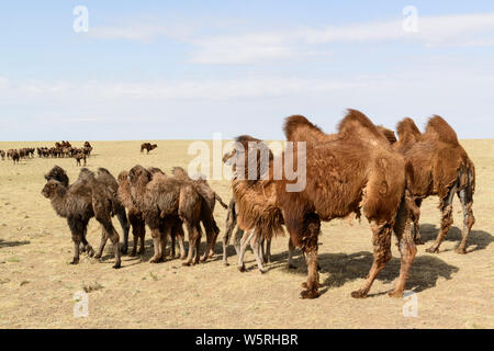 Grande mandria di cammelli Bactrian con il loro giovane. Foto Stock