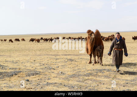 Grande mandria di cammelli Bactrian con il loro giovane. Foto Stock