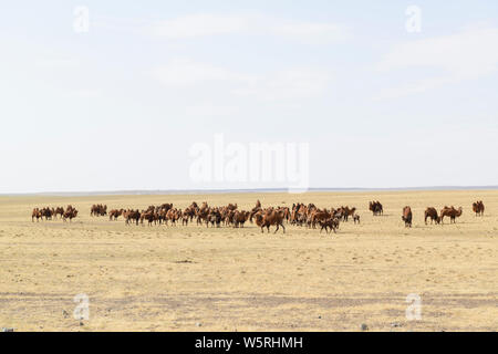 Grande mandria di cammelli Bactrian con il loro giovane. Foto Stock