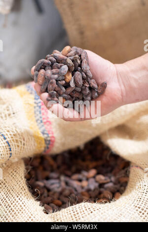 Le fave di cacao in Pierre Lionneton fabbrica di cioccolato, nel sud-est della Francia: mano che tiene le fave di cacao Foto Stock