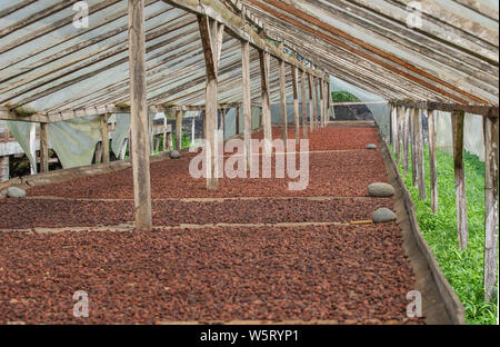 Sao Tome, Diogo Vaz piantagione di cacao: essiccamento naturale delle fave di cacao Foto Stock