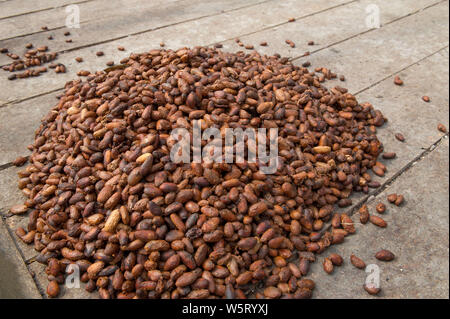 Sao Tome, Diogo Vaz piantagione di cacao: essiccamento naturale delle fave di cacao Foto Stock