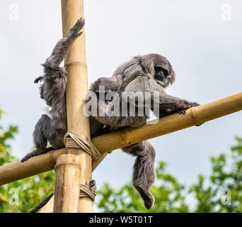 Gibbon argenteo, Hylobates moloch. Il gibbone argenteo si colloca tra le specie più a rischio. Foto Stock