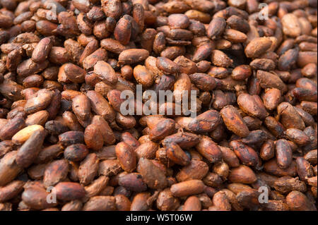 Sao Tome, Diogo Vaz piantagione di cacao: essiccamento naturale delle fave di cacao Foto Stock