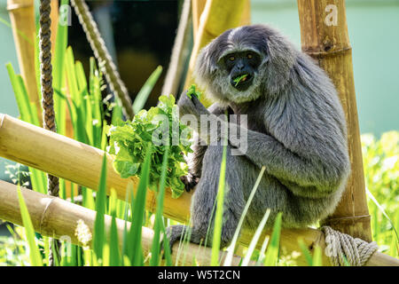 Gibbon argenteo, Hylobates moloch. Il gibbone argenteo si colloca tra le specie più a rischio. Foto Stock