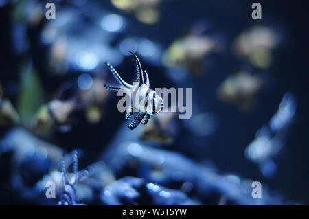 Interessante banggai cardinalfish close-up nel nuovo acquario de Las Palmas, poema del Mar Gran Canaria Foto Stock