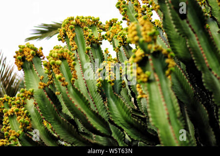 Isole Canarie - Euforbia tossici (cactus Euphorbia canariensis). Le piante di Gran Canaria. Foto Stock