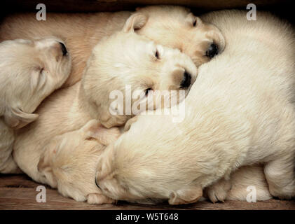 Scatola di gioia. Cinque Golden Labrador Retriever razza piccoli cuccioli dormono insieme. Uno dei più popolari razze di cani in Canada e Regno Unito Foto Stock