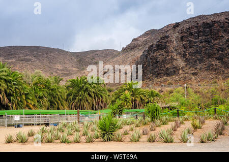 Righe di Aloe vera impianti presso la piantagione di ecologico di questa famosa isola Canarie pianta. Le palme e le montagne sullo sfondo. Fataga, Gran Canari Foto Stock