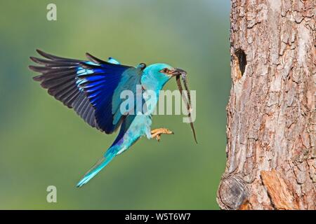 Rullo di europea, Coracias garrulus, sbarco sulla corteccia di albero in estate con copyspace. Blue Bird con un serpente nel becco da vista laterale. Animale selvatico con Foto Stock