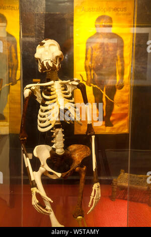 "Lucia' es el esqueleto de onu homínido perteneciente a la especie Australopithecus afarensis, de 3,2 millones de años, Museo Nacional de Etiopia, aggi Foto Stock