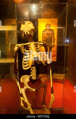 "Lucia' es el esqueleto de onu homínido perteneciente a la especie Australopithecus afarensis, de 3,2 millones de años, Museo Nacional de Etiopia, aggi Foto Stock