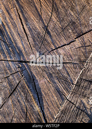 Grano di fine e ho visto segni di taglio su tronchi di alberi. Foto Stock