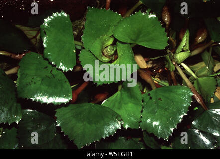 Il castagno d'acqua (Trapa natans) Foto Stock