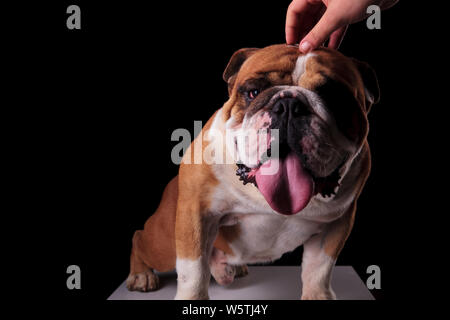 Mano petting un adorabile Bulldog inglese seduto e ansimando su sfondo nero Foto Stock