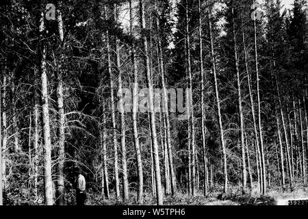 Fotografia di Pino Jack ciclo di gestione; la portata e il contenuto: didascalia originale: Jack pino ciclo di gestione. A 40 anni di età pulpwood possono essere rimossi, ma solo storta, limby alberi dovrebbero essere tagliati. Foto Stock