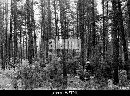 Fotografia di Pino Jack ciclo di gestione; la portata e il contenuto: didascalia originale: Jack pino ciclo di gestione. Il parsimonioso proprietario taglia bassa qualità di alberi per il combustibile e per pulpwood; egli si riserva il pulito, alberi dritti per le palancole, miniera di legname, e Tronchi per sega. Da ripetuti tagli di luce, una grande parte degli alberi può essere realizzato per produrre questi m. Foto Stock