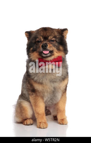 Funny seduto pom con red bowtie guarda sarcastico a lato mentre ansimando, su sfondo bianco Foto Stock