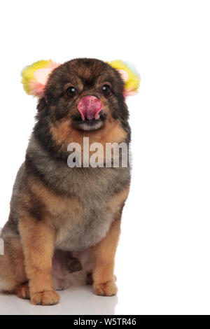 Carino affamati di Pomerania con colorati orecchie leccare il suo naso seduto su sfondo bianco Foto Stock