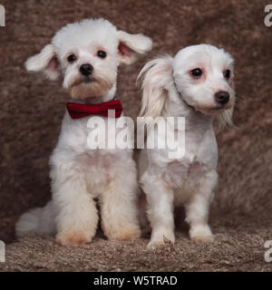 Due colleghi bichons cercando in lati opposti seduti sul pelo marrone sfondo Foto Stock