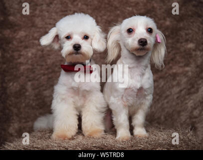 Bella bichon giovane con rosso e rosa bowties seduta sul pelo marrone sfondo, cercando gravi Foto Stock